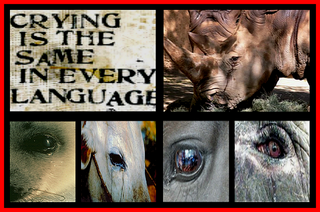 ANIMAL RIGHTS Pictures, Images and Photos