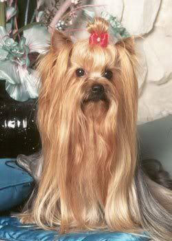 1113503107yorkshire_terrier_1.jpg