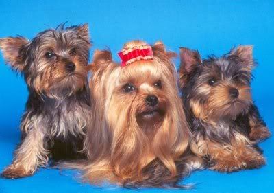 1113503110yorkshire_terrier_2.jpg