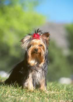 1113503113yorkshire_terrier_3.jpg