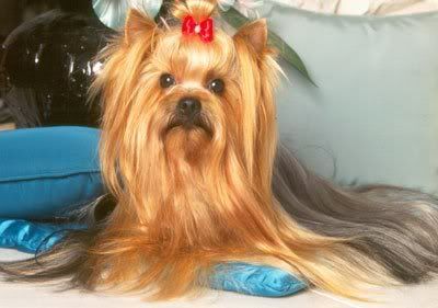 1113503116yorkshire_terrier_4.jpg