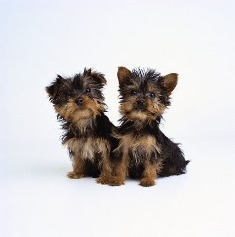 1113503118yorkshire_terrier_5.jpg