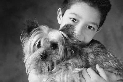 1113503137yorkshire_terrier_10.jpg