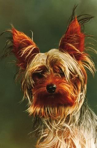 1113503142yorkshire_terrier_13.jpg