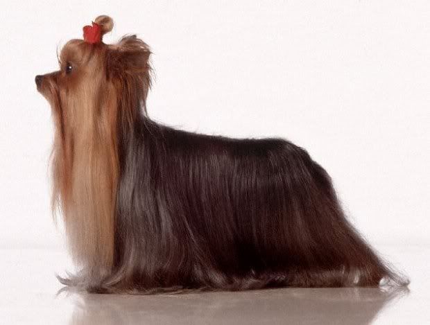 1113503145yorkshire_terrier_14.jpg