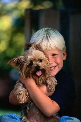 1113503152yorkshire_terrier_16.jpg