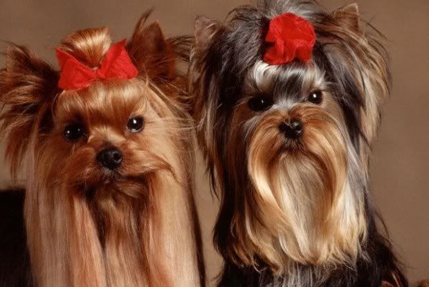1113503159yorkshire_terrier_11.jpg