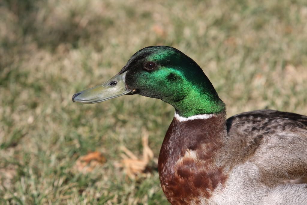 IMAGE: http://i191.photobucket.com/albums/z93/greg20d/IMG_1628.jpg