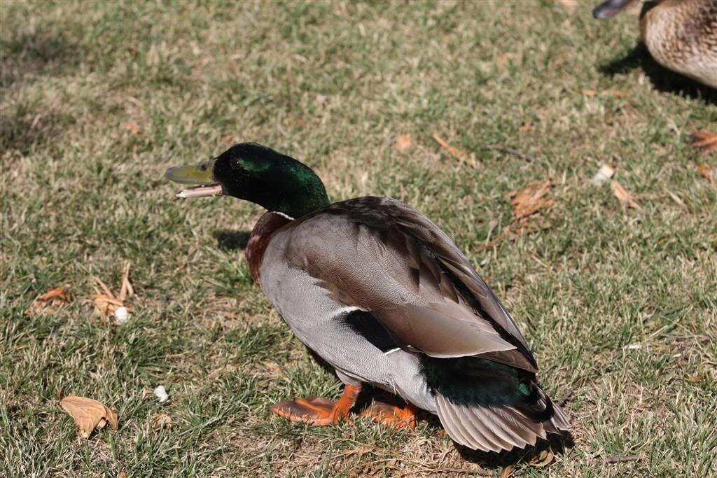 IMAGE: http://i191.photobucket.com/albums/z93/greg20d/IMG_1630Large.jpg