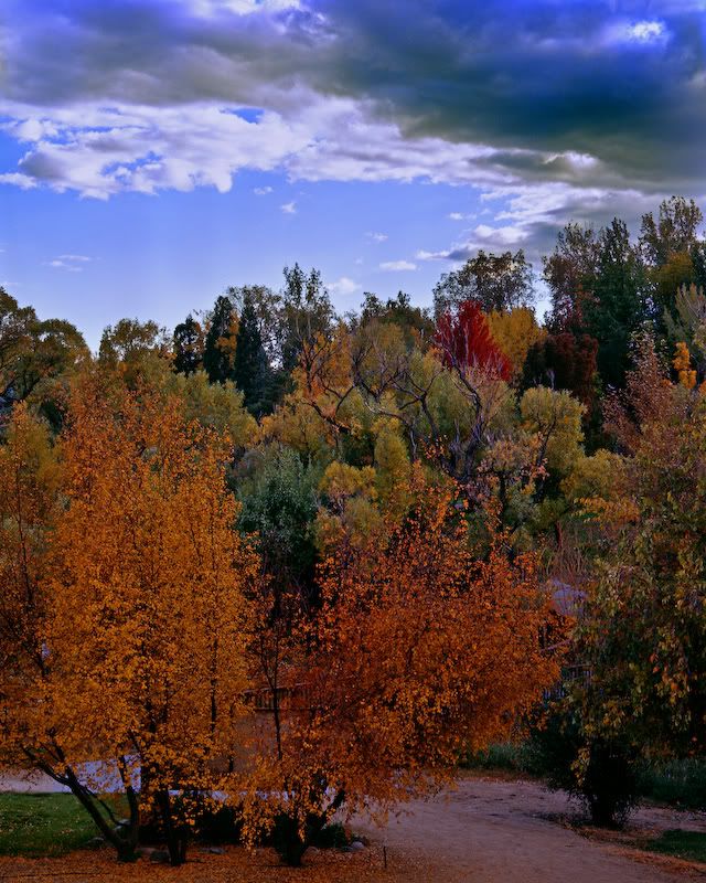 Fall foliage in Reno Pictures, Images and Photos