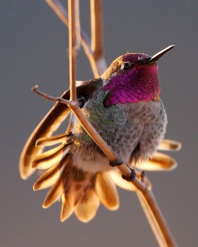 humming bird Pictures, Images and Photos