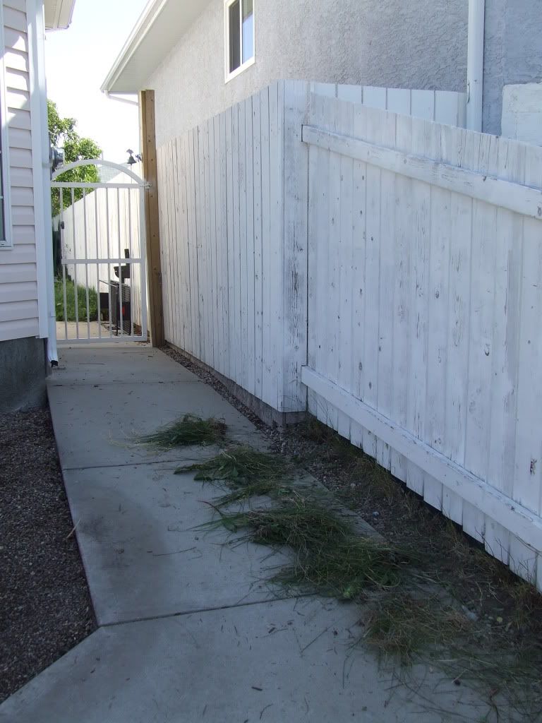 Long, one-foot-wide garden along driveway/fence - Gardening in ...