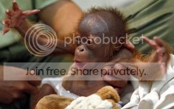 babymonkey.jpg