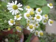 Chamomile - nature's relaxant