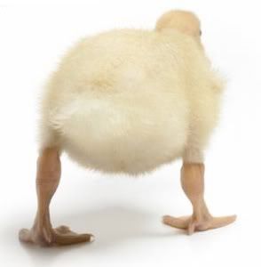 quack