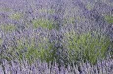lavender field in Sequim, WA