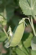 Sweet peas Sweet peas