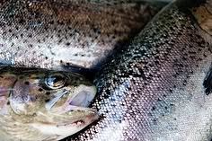 Rainbow trout Rainbow trout