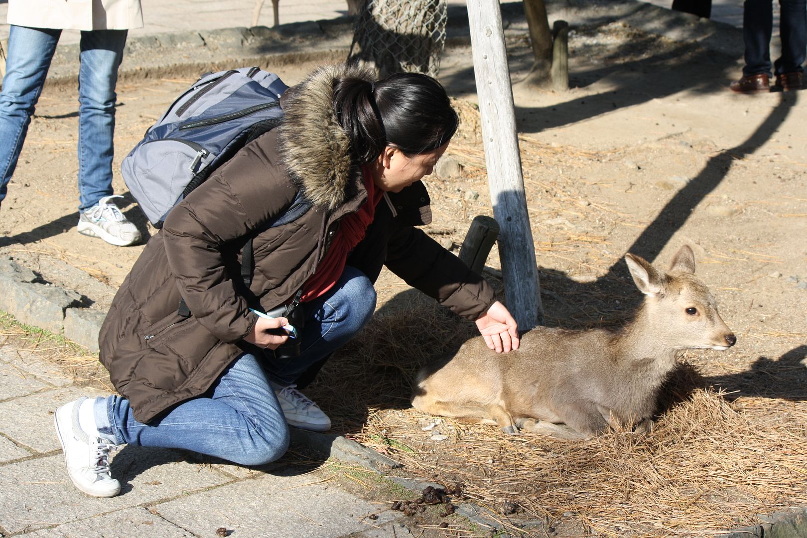 Claire saying hi to the deer in Nara, Japan photo 2013-12-22183111_zps49a537c1.jpg