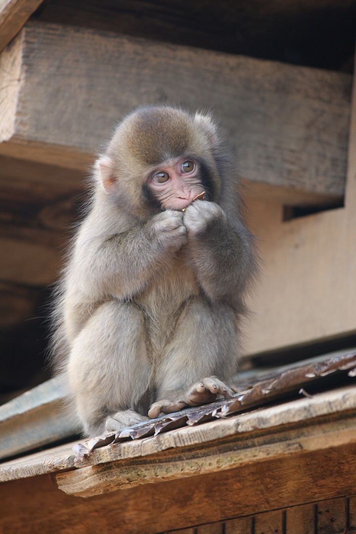 Iwatayama Monkeys in Kyoto, Japan photo 2013-12-22214720_zps97867b5b.jpg