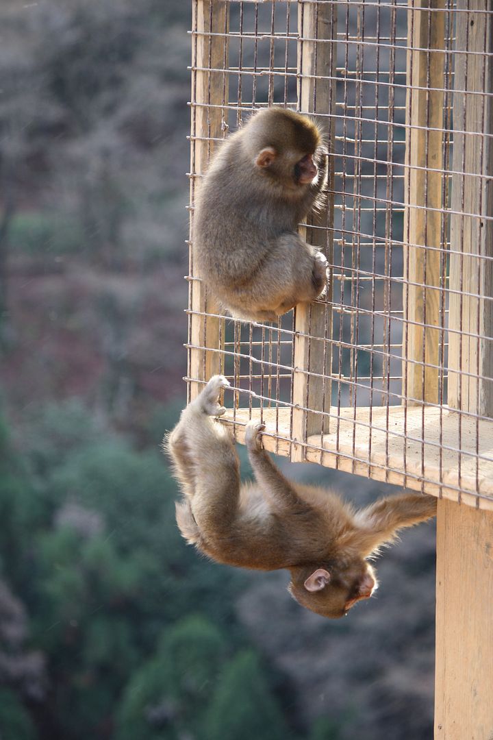 Iwatayama Monkeys in Kyoto, Japan photo 2013-12-22214824_zps6d743859.jpg