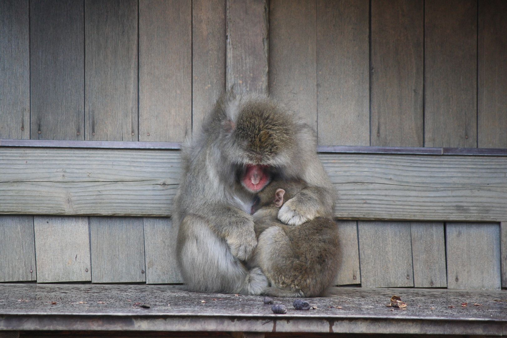 Iwatayama Monkeys in Kyoto, Japan photo 2013-12-22215040_zpsb9ba6200.jpg