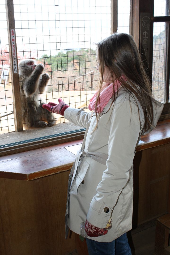 Iwatayama Monkeys in Kyoto, Japan photo 2013-12-22215757_zps8acdce3a.jpg