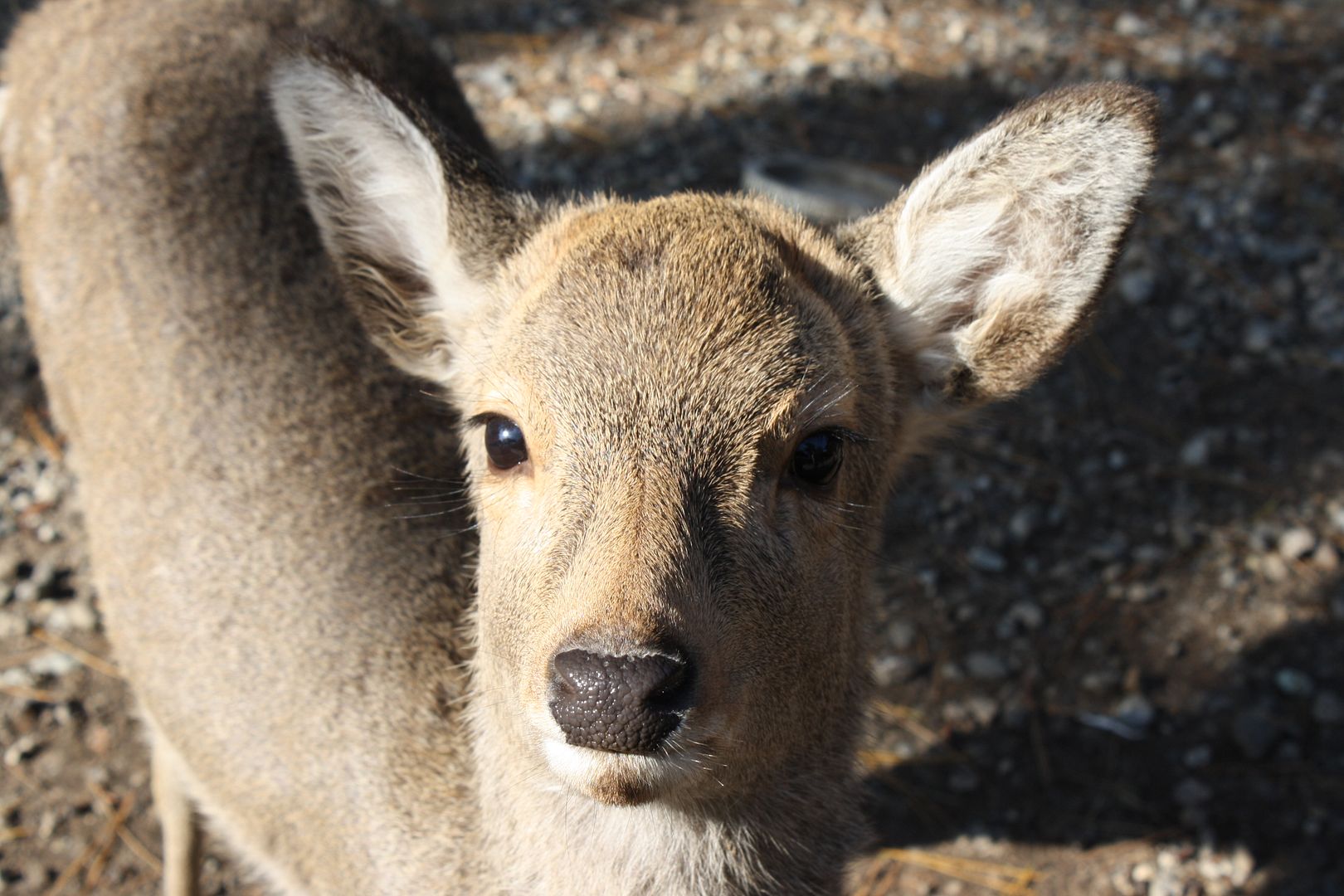 Deer at Todai-ji Temple in Japan photo 2013-12-23184523_zpsf229f025.jpg