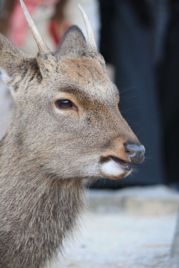 Deer in Miyajima Village photo 2013-12-24003500_zps4167ccd3.jpg