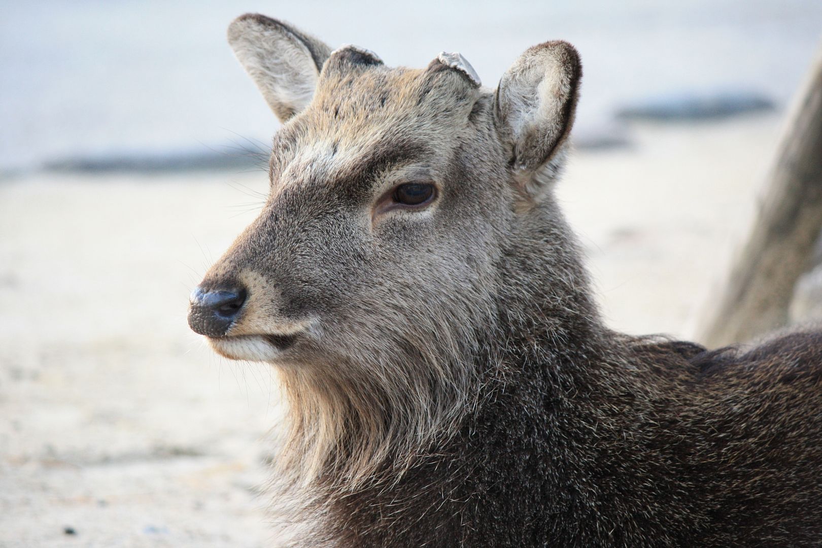 Bearded deer in Itsukushima, Japan photo 2013-12-24003950_zps44540497-1.jpg